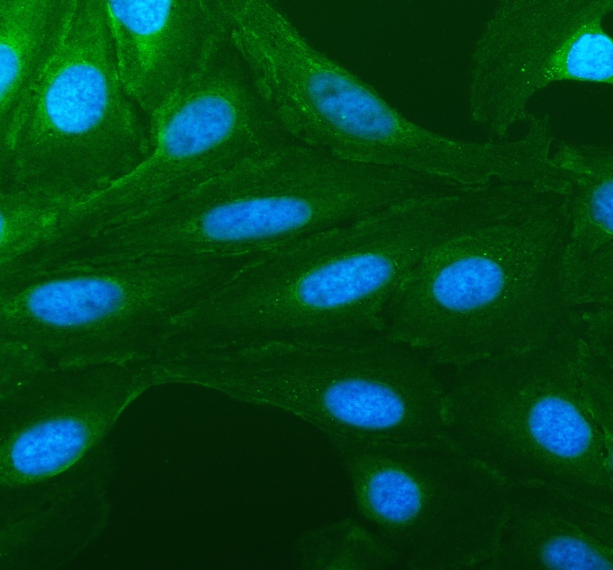 PRRC2A Rabbit Polyclonal Antibody