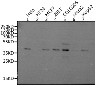 MRGPRX2 Antibody