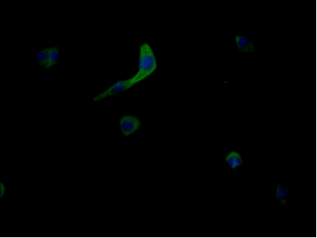 MRGPRX2 Antibody