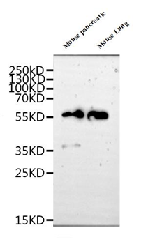 MRGPRX2 Antibody