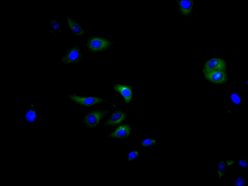 MRGPRX2 Antibody