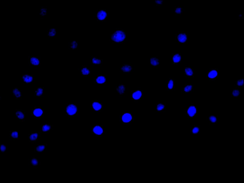 MRGPRX2 Antibody