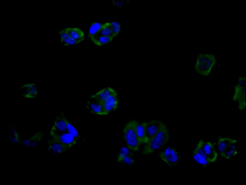 MRGPRX2 Antibody