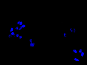 MRGPRX2 Antibody