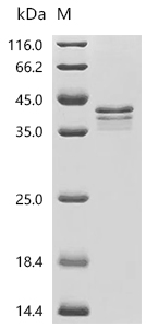 Mouse Plet1 protein