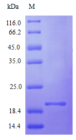 Human IFNA2 protein (Active)