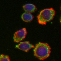CD152 Rabbit Polyclonal Antibody