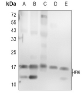 IFI6 Rabbit Polyclonal Antibody