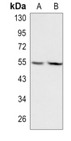Manic Fringe Rabbit Polyclonal Antibody