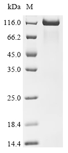 Human PODXL protein