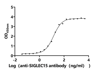 Human SIGLEC15 protein