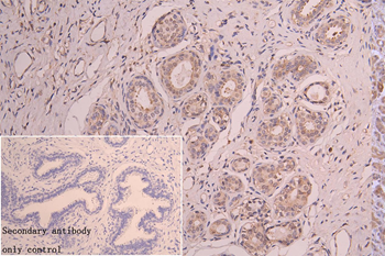 NQO2 Antibody
