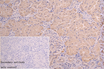 NQO2 Antibody