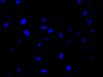 NQO2 Antibody