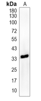 NANOG Rabbit Polyclonal Antibody