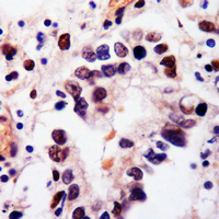 NANOG Rabbit Polyclonal Antibody