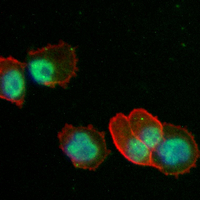 NANOG Rabbit Polyclonal Antibody