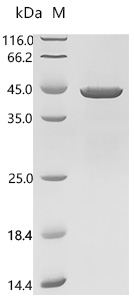 Human CIRBP protein