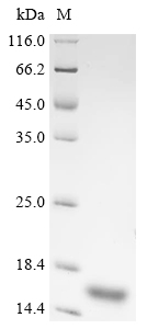 Human CD52 protein