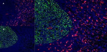 CD163 Mouse Monoclonal Antibody (EDHu-1)