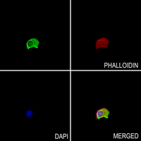Caspase 8 (Cleaved-D384) Rabbit Polyclonal Antibody