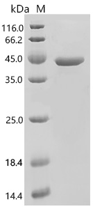 Human TXN2 protein
