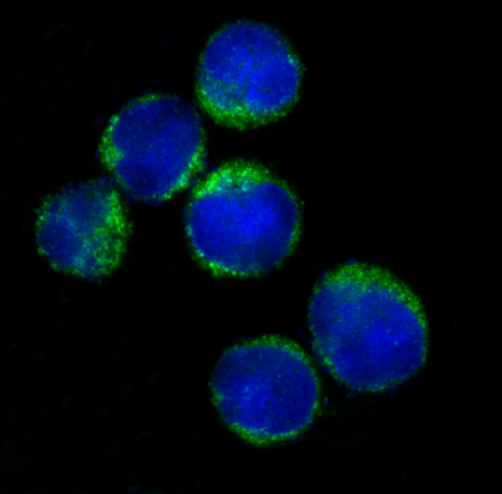 HLA-DRA/Hla Dr Rabbit Monoclonal Antibody