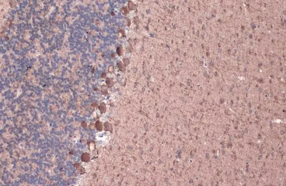 GAD67 antibody