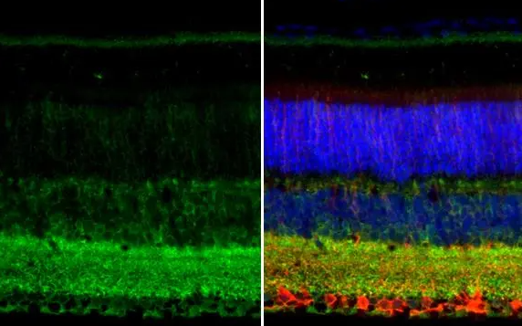 GAD67 antibody