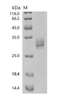 Rat Osm protein