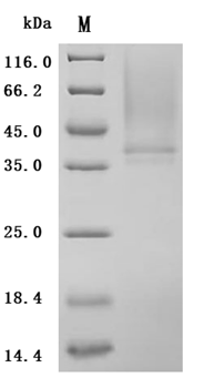 Human CD38 protein