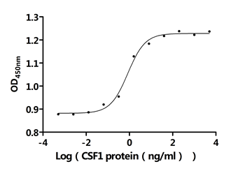 Human CSF1 protein