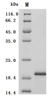 Human FGF2 protein