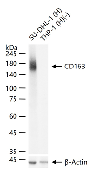 CD163 Recombinant Rabbit Monoclonal Antibody