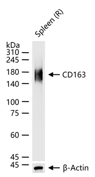 CD163 Recombinant Rabbit Monoclonal Antibody