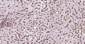 GLUT1 Recombinant Rabbit Monoclonal Antibody