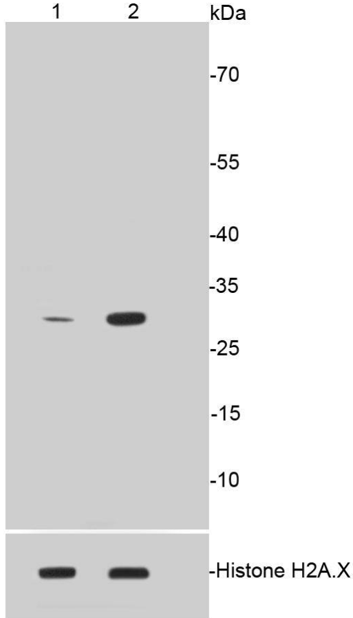 Histone H1.3(Phospho-T17)+Histone H1.4(Phospho-T17) Antibody