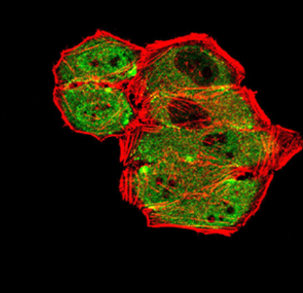 GRM7 Antibody
