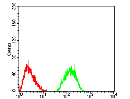 GRM7 Antibody