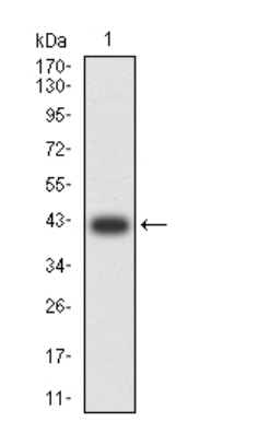 GRM7 Antibody