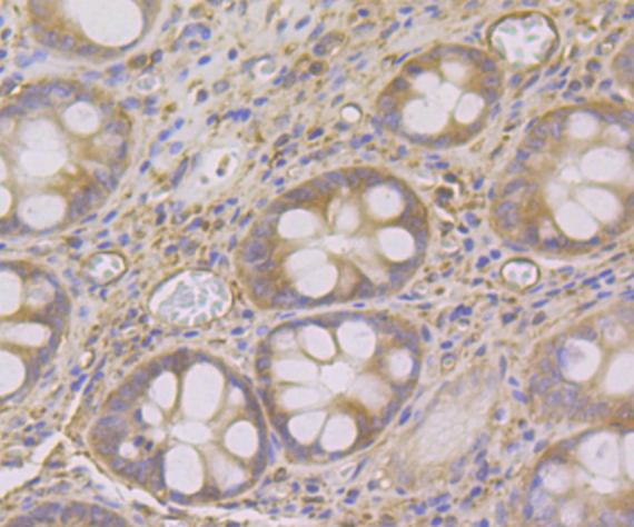 SNX1 Antibody