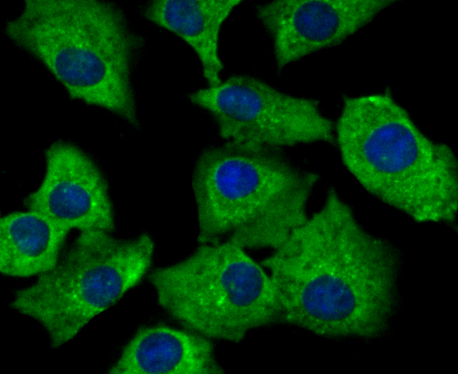 SNX1 Antibody