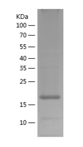 Human Rheb protein