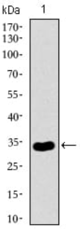 NRCAM Antibody