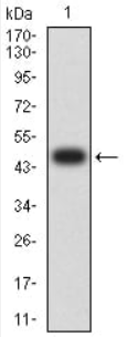 ULBP2 Antibody