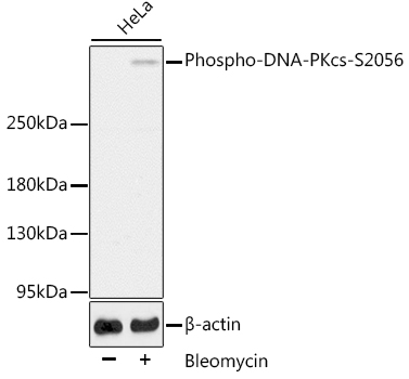 Phospho-DNA-PKcs-S2056 polyclonal antibody