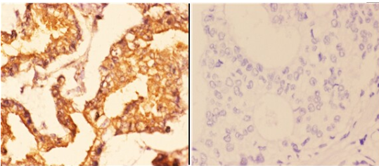 14-3-3 ζ (A79) polyclonal antibody