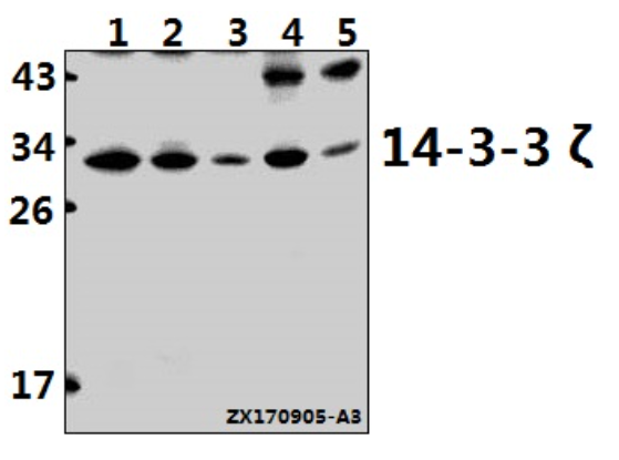 14-3-3 ζ (A79) polyclonal antibody