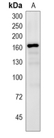GCTM-2 Rabbit Polyclonal Antibody
