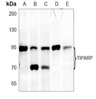 TIPARP Rabbit Polyclonal Antibody